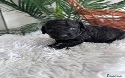 Caniche Toy perros en venta: CANICHE TOY - Anuncio 17