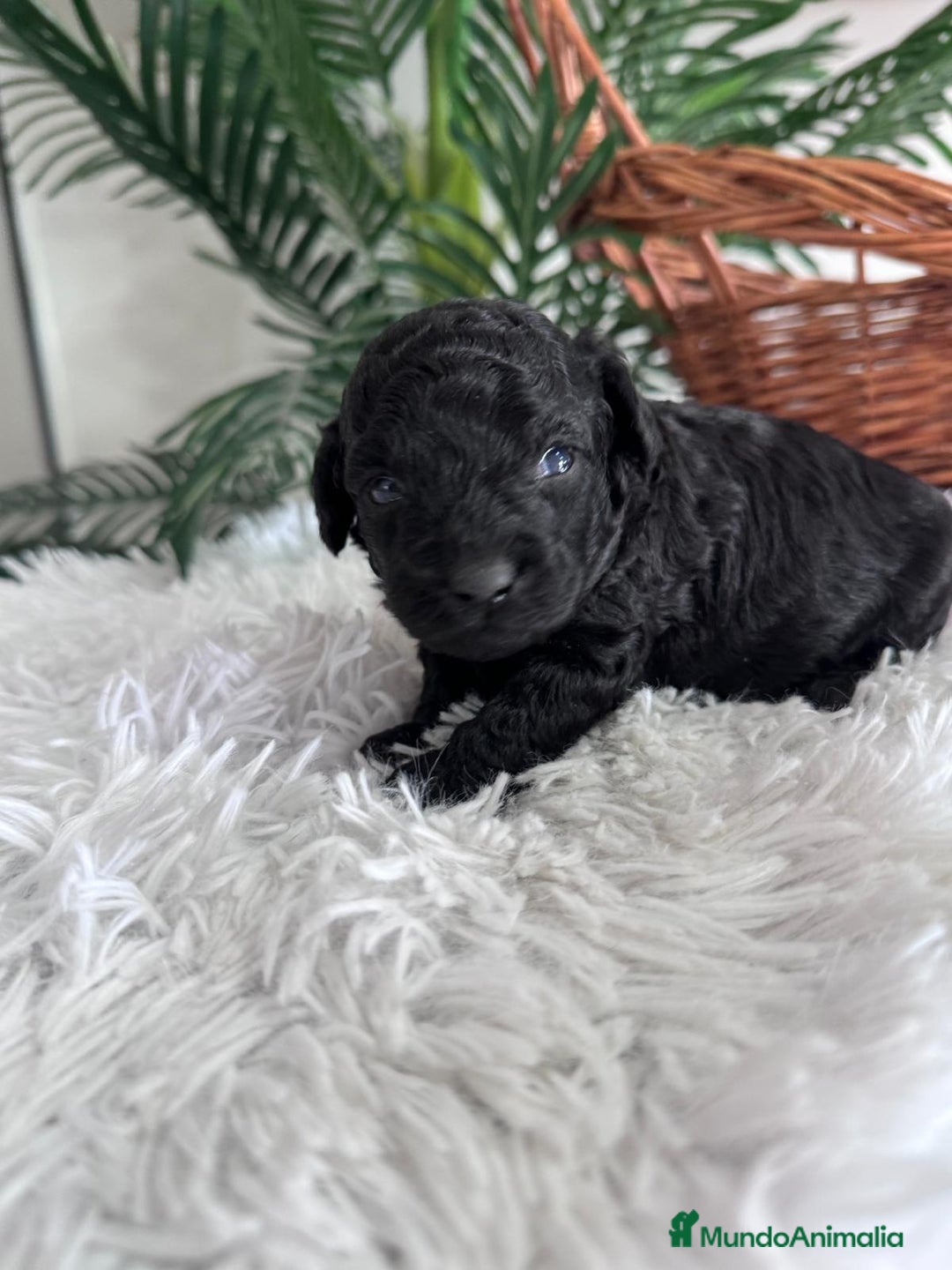 Caniche Toy perros en venta: CANICHE TOY - Anuncio 17