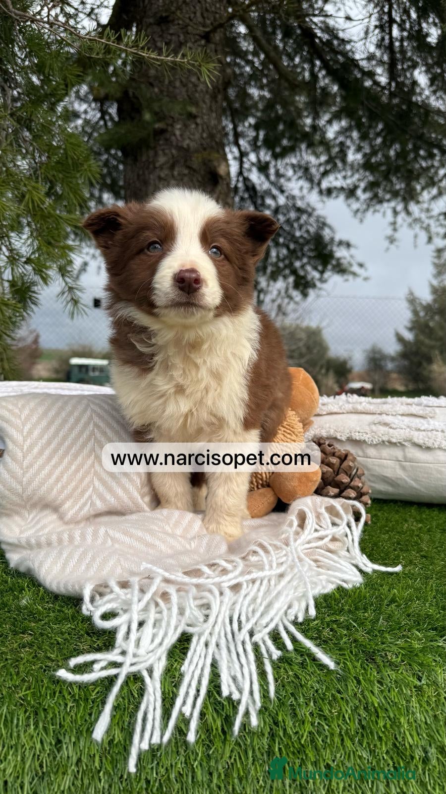 Border Collie perros CRIA PROFESIONAL BORDER COLLIE CHOCOLATE en Asturias - Anuncio 32