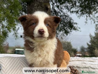 Border Collie perros CRIA PROFESIONAL BORDER COLLIE CHOCOLATE en Asturias - Anuncio 9