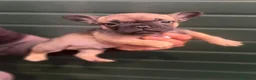 Bulldog Francés perros en venta: Cachorros de bulldog Francés  - Anuncio 15