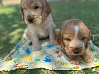Cocker Spaniel Inglés perros - Anuncio 6