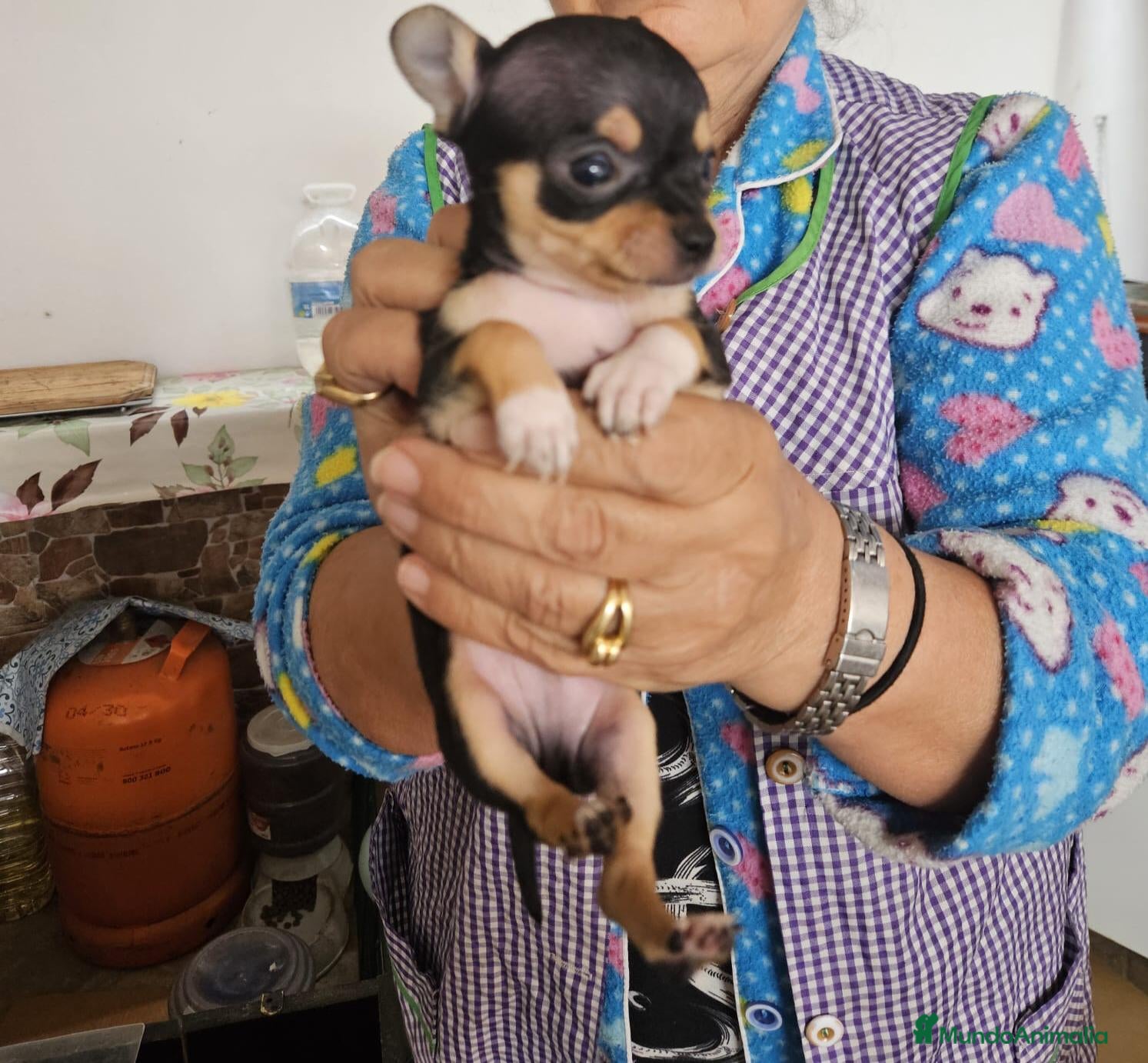 Chihuahua perros Chihuahua negro  - Anuncio 2