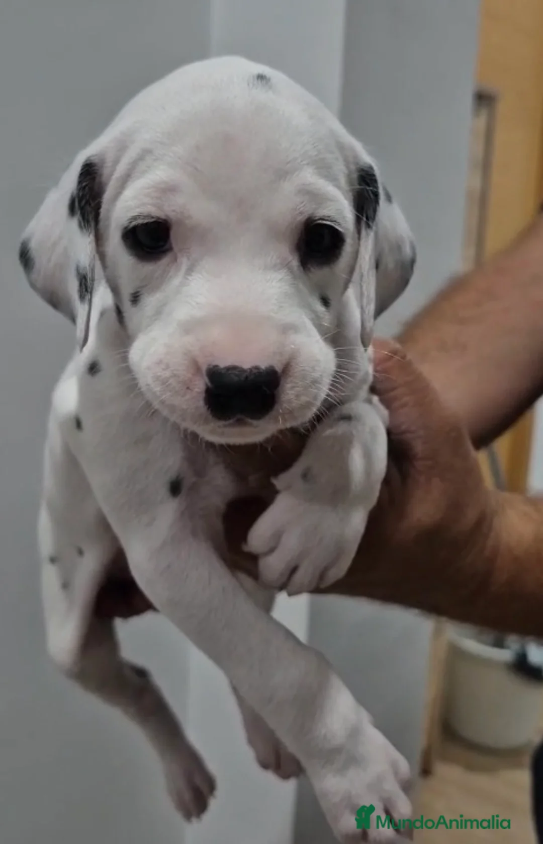 Dálmata perros en venta: Dálmatas disponibles🐶🐾 - Anuncio 2