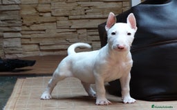 Bull Terrier perros en venta: CACHORROS BULL TERRIER - Imagen 6