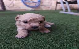 Caniche Enano perros en venta: Caniches cachorros  en Barcelona - Imagen 11