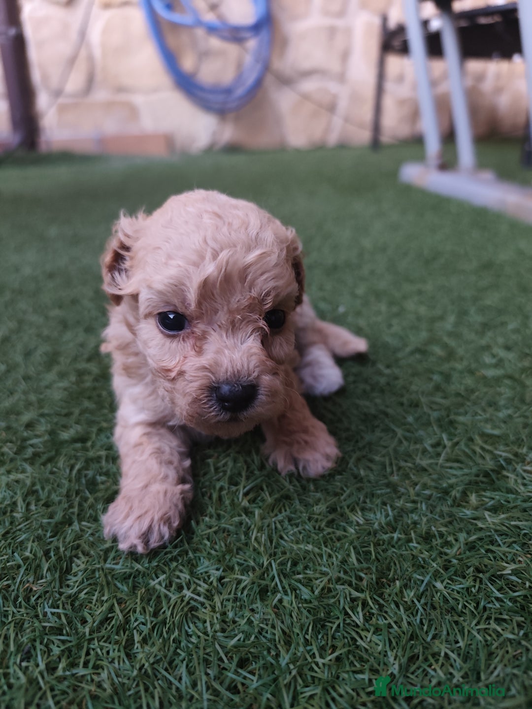 Caniche Enano perros en venta: Caniches cachorros  en Barcelona - Imagen 11