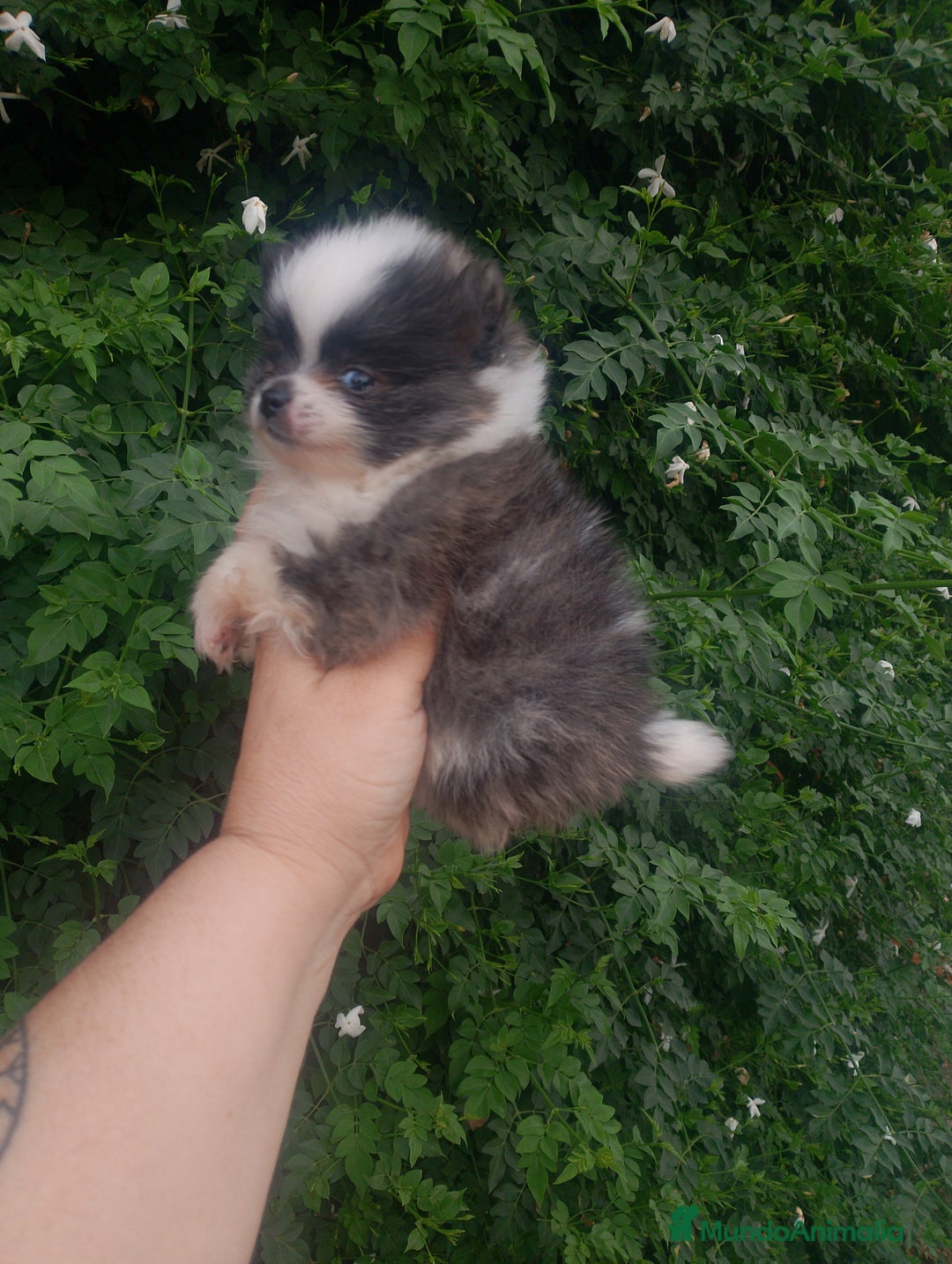 Pomerania perros en venta: Pomerania enanos una pasada de color  - Imagen 3