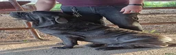 Cane Corso perros en venta: Mastin napolitano - Anuncio 3