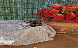 Yorkshire Terrier perros en venta: Yorkshire - Imagen 4