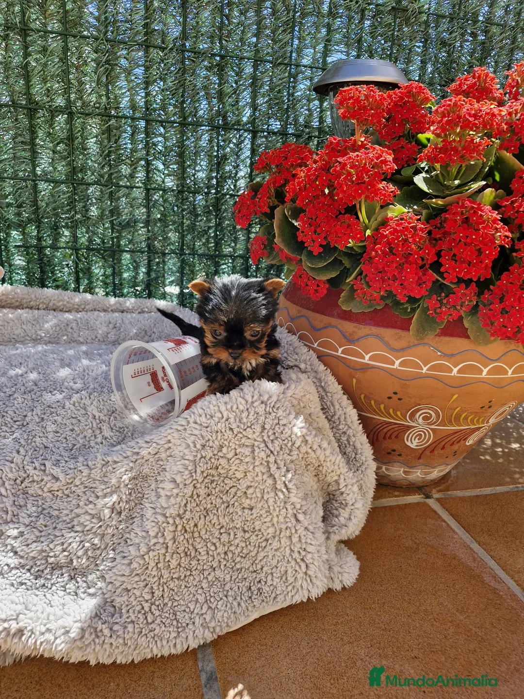 Yorkshire Terrier perros en venta: Yorkshire - Anuncio 4