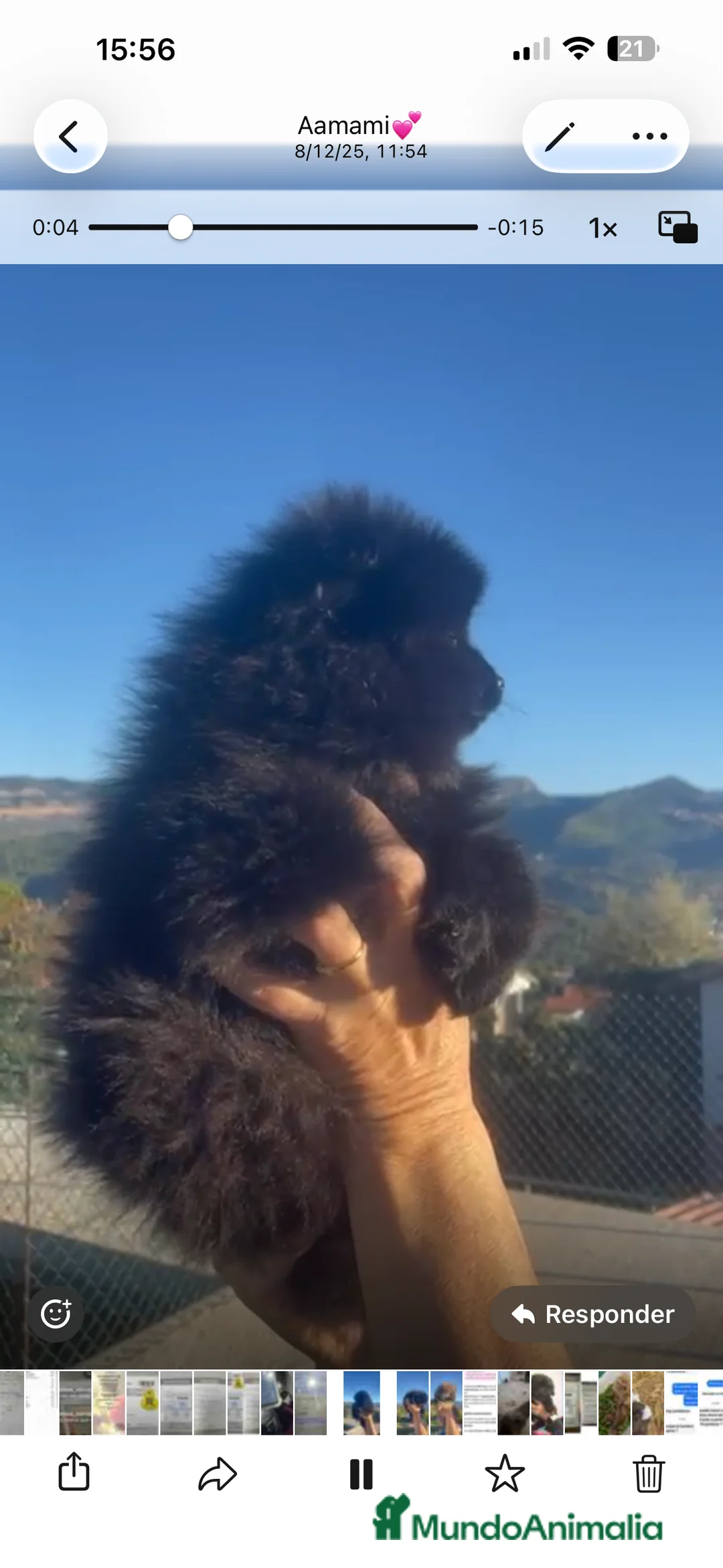 Pomerania perros en venta: Última hembra de Pomerania negra disponible 🐾 - Anuncio 2