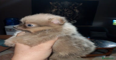 Pomerania perros - Propaganda 14
