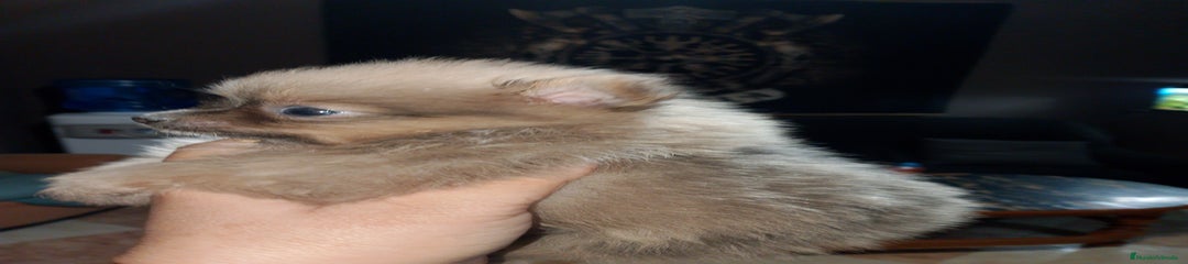 Pomerania Cachorro 2