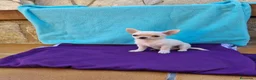 Chihuahua perros en venta: Chihuahuas  en Barcelona - Anuncio 5
