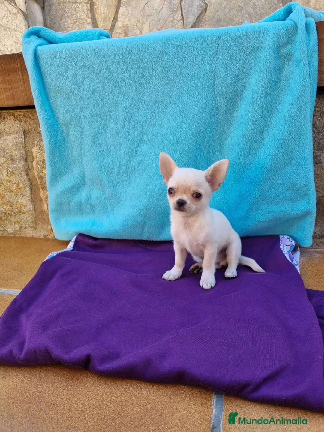 Chihuahua perros en venta: Chihuahuas  en Barcelona - Anuncio 5