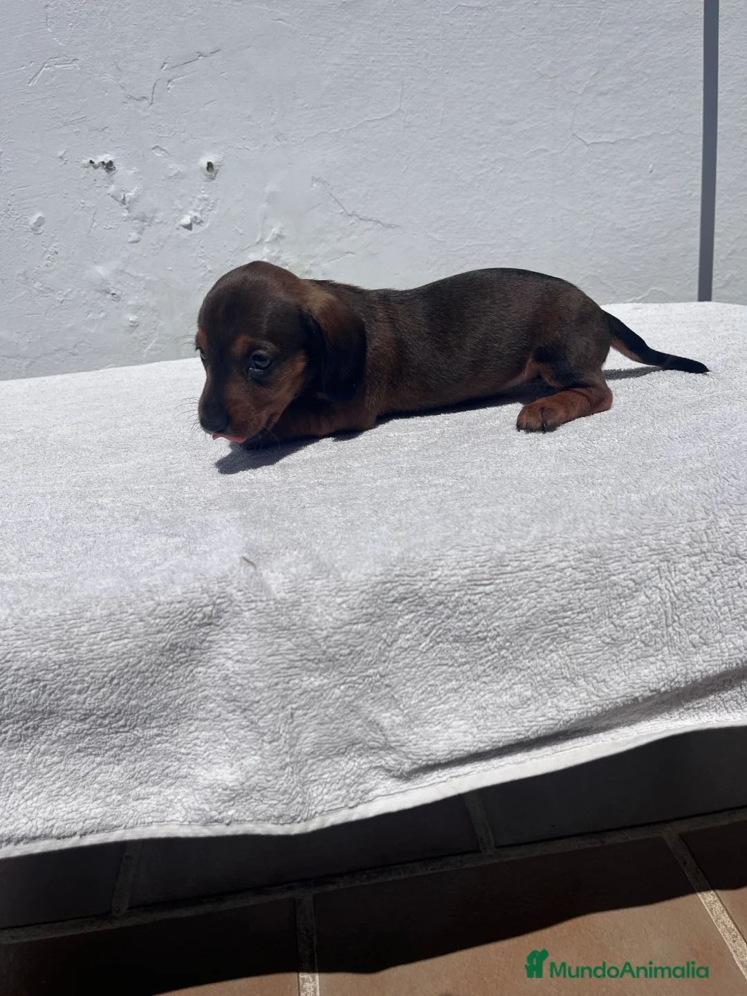 Teckel Miniatura perros en venta: Cachorros de teckel - Anuncio 7