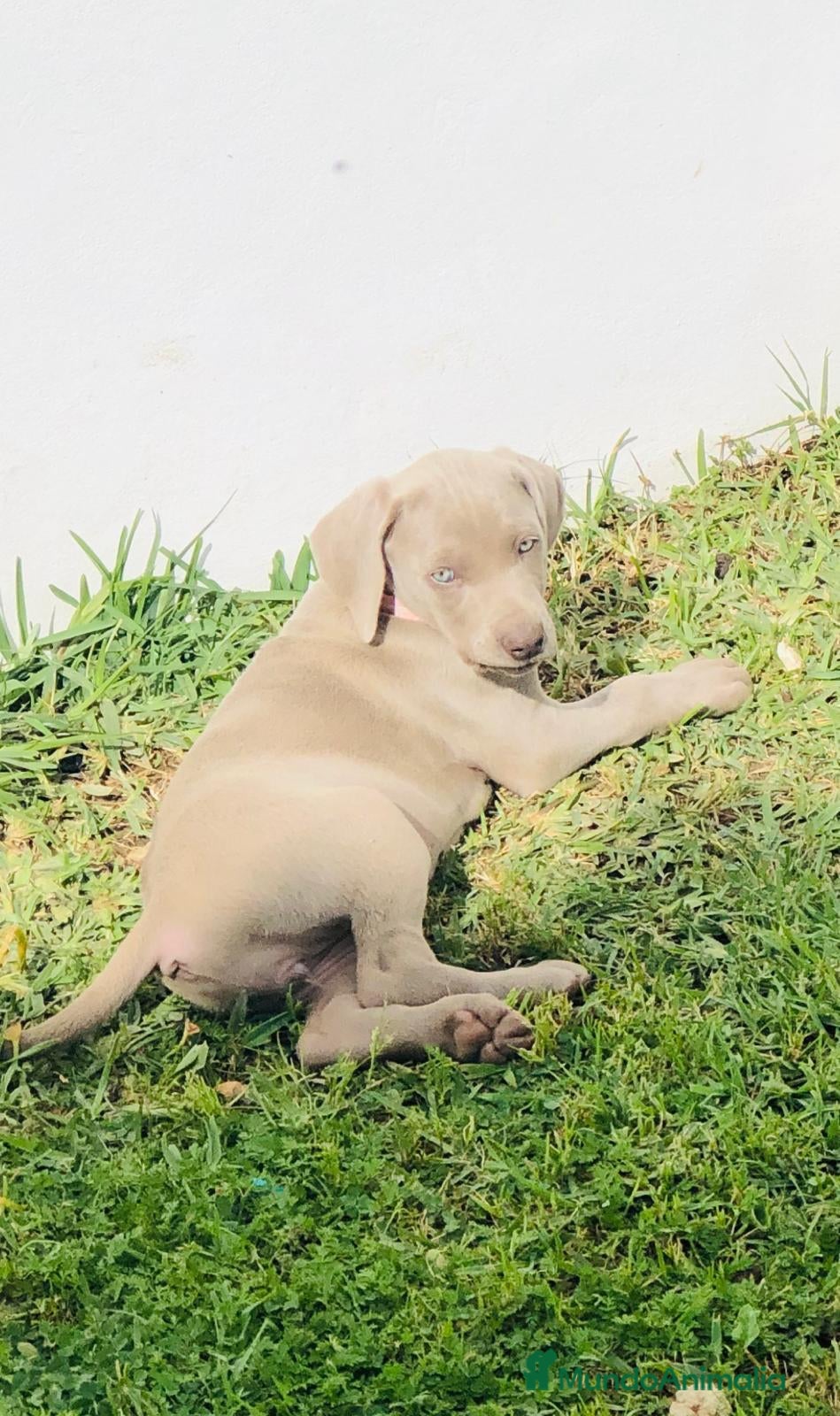 Weimaraner perros en venta: Braco de weimar  - Anuncio 2