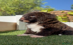 Perro de Agua Español perros en venta: PERRO DE AGUA ESPAÑOL HEMBRA - Imagen 11