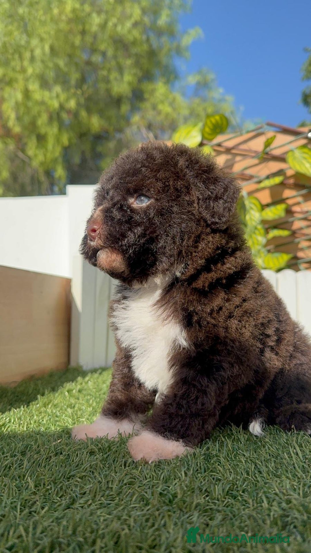 Perro de Agua Español perros en venta: PERRO DE AGUA ESPAÑOL HEMBRA - Imagen 11
