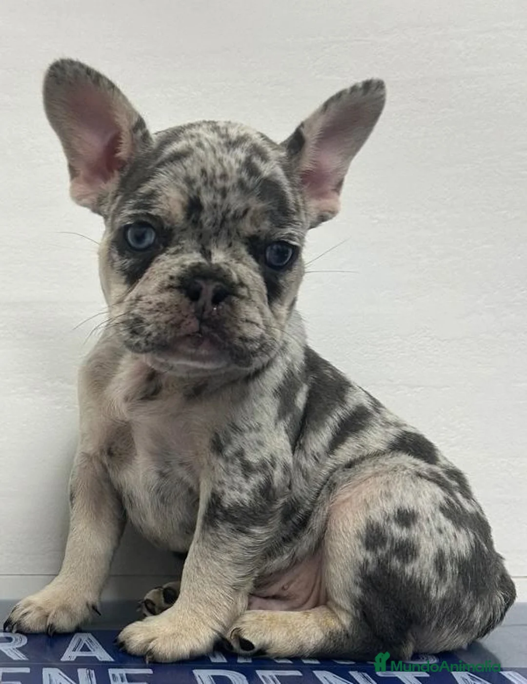 Bulldog Francés perros en venta: Precioso Bebé Bulldog Francés Merle - Anuncio 2