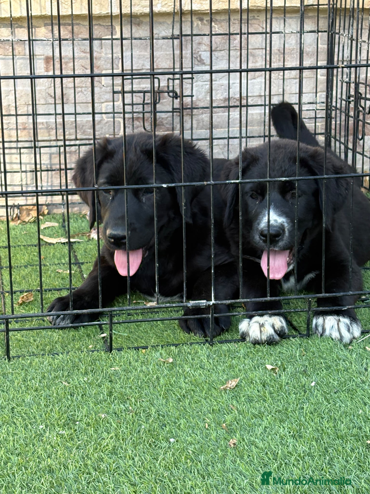 Pastor de Asia Central perros Hembras de Alabai negras  - Anuncio 2