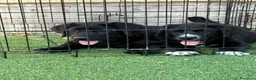 Pastor de Asia Central perros en venta: Hembras de Alabai negras  - Anuncio 1