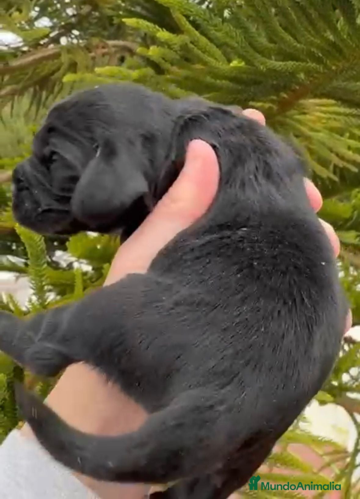 Cocker Spaniel Americano perros Cocker - Anuncio 1