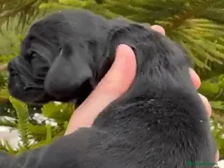 Cocker Spaniel Americano perros Cocker - Anuncio 4