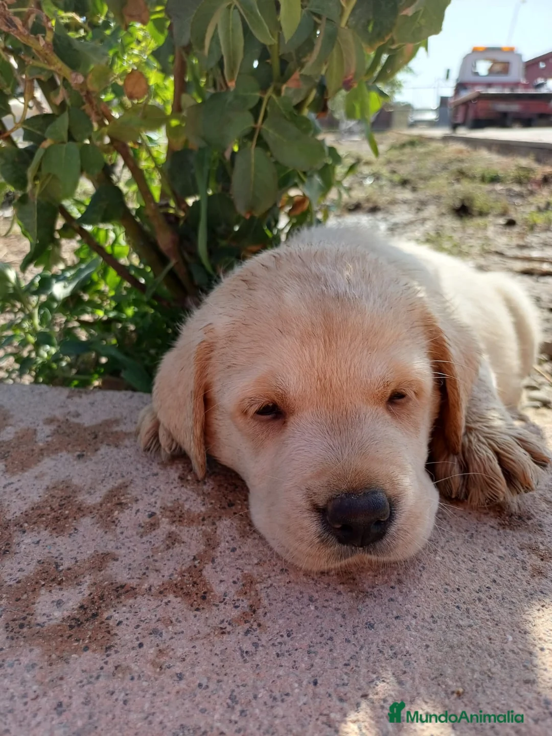Labrador Retriever perros en venta: Labrador retriever dorado disponible  en Huelva - Anuncio 15