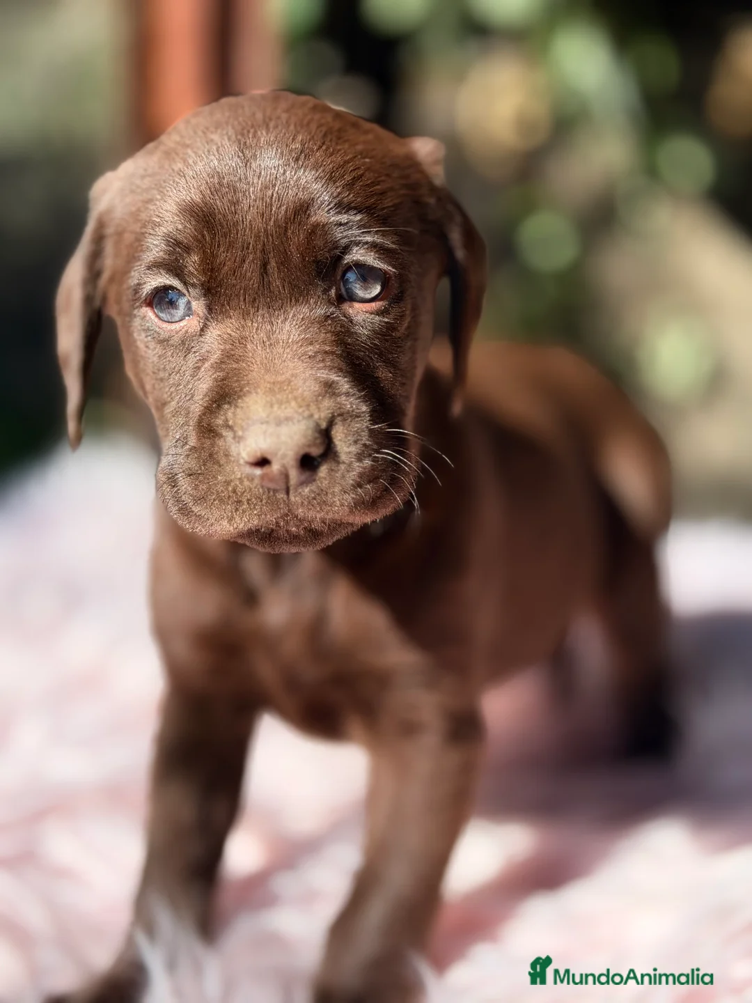 Labrador Retriever perros en venta: Labradora chocolate  - Anuncio 6