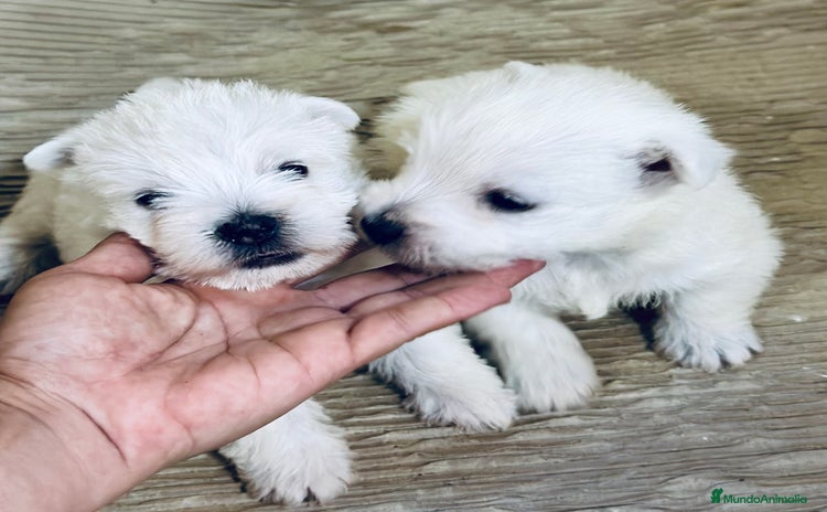 West Highland White Terrier perros - Propaganda 15