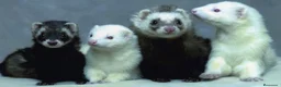 Raza Mixta gatos en venta: HURONCITOS PARA ENTREGA HOY TF 641379671 - Anuncio 1