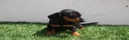 Teckel Miniatura perros en venta: Teckel Miniatura  - Anuncio 4