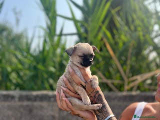 Chihuahua perros Chihuahua toy - Anuncio 40