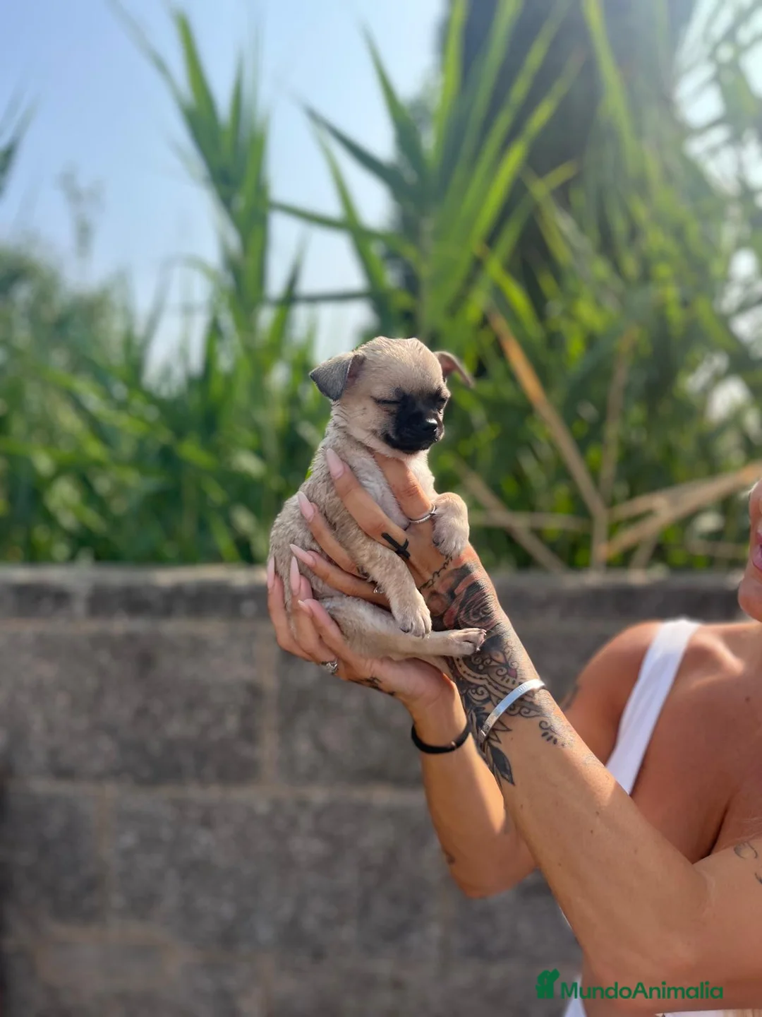 Chihuahua perros en venta: Chihuahua toy - Anuncio 1