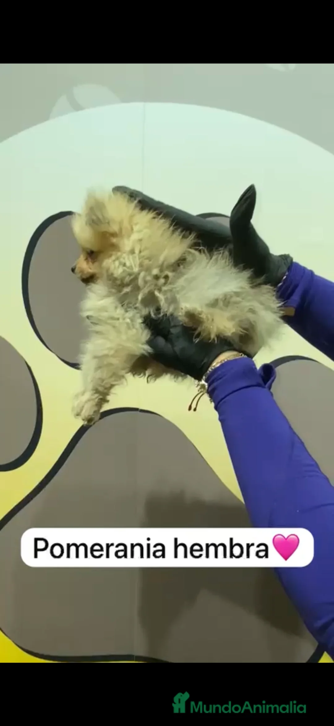 Pomerania perros en venta: Pomerania preciosos disponibles - Anuncio 7