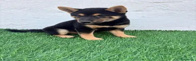 Shiba Inu 3