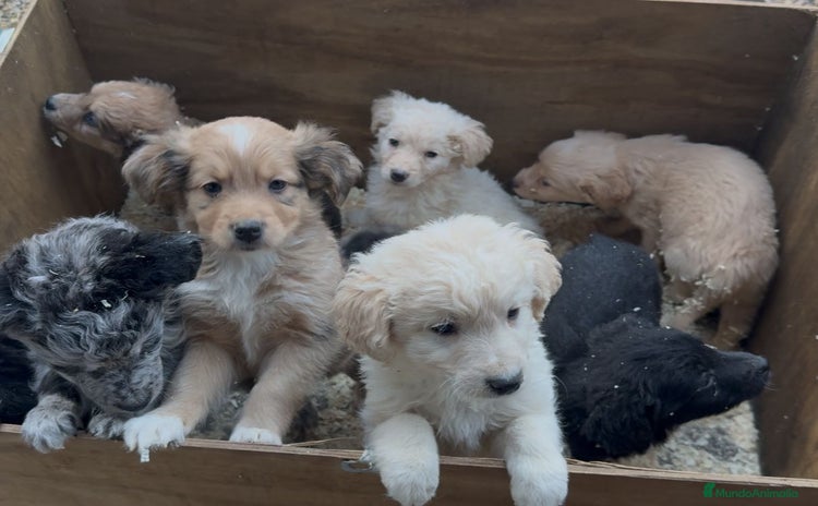 Raza Mixta perros Golden mezcla preciosos bebes  - Anuncio 1