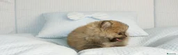 Pomerania perros en venta: CACHORROS DE POMERANIA  - Anuncio 15