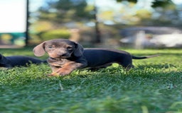 Teckel Miniatura perros en venta: Teckel miniatura - Imagen 3