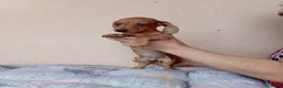 Teckel perros en venta: Teckel mini - Anuncio 3