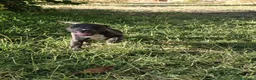 Staffordshire Bull Terrier perros en venta: Staffordshire bull terrier - Anuncio 10