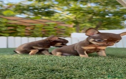 Chihuahua perros en venta: CHIHUAHUA MACHO - Imagen 3