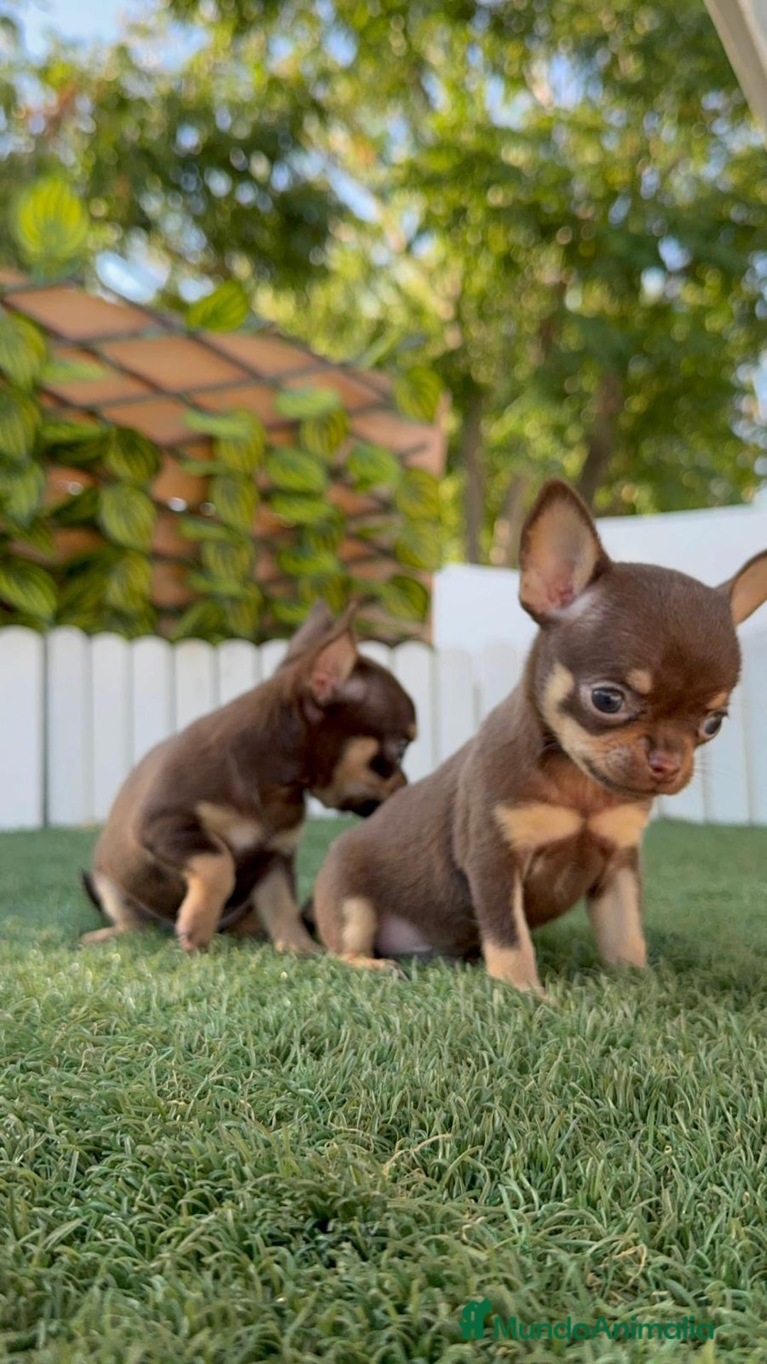 Chihuahua perros en venta: CHIHUAHUA MACHO - Imagen 3