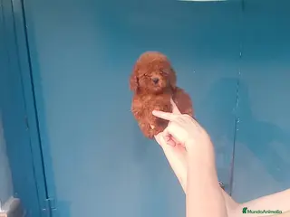 Caniche Toy perros Caniche toy rojo 50 asiatico - Anuncio 1