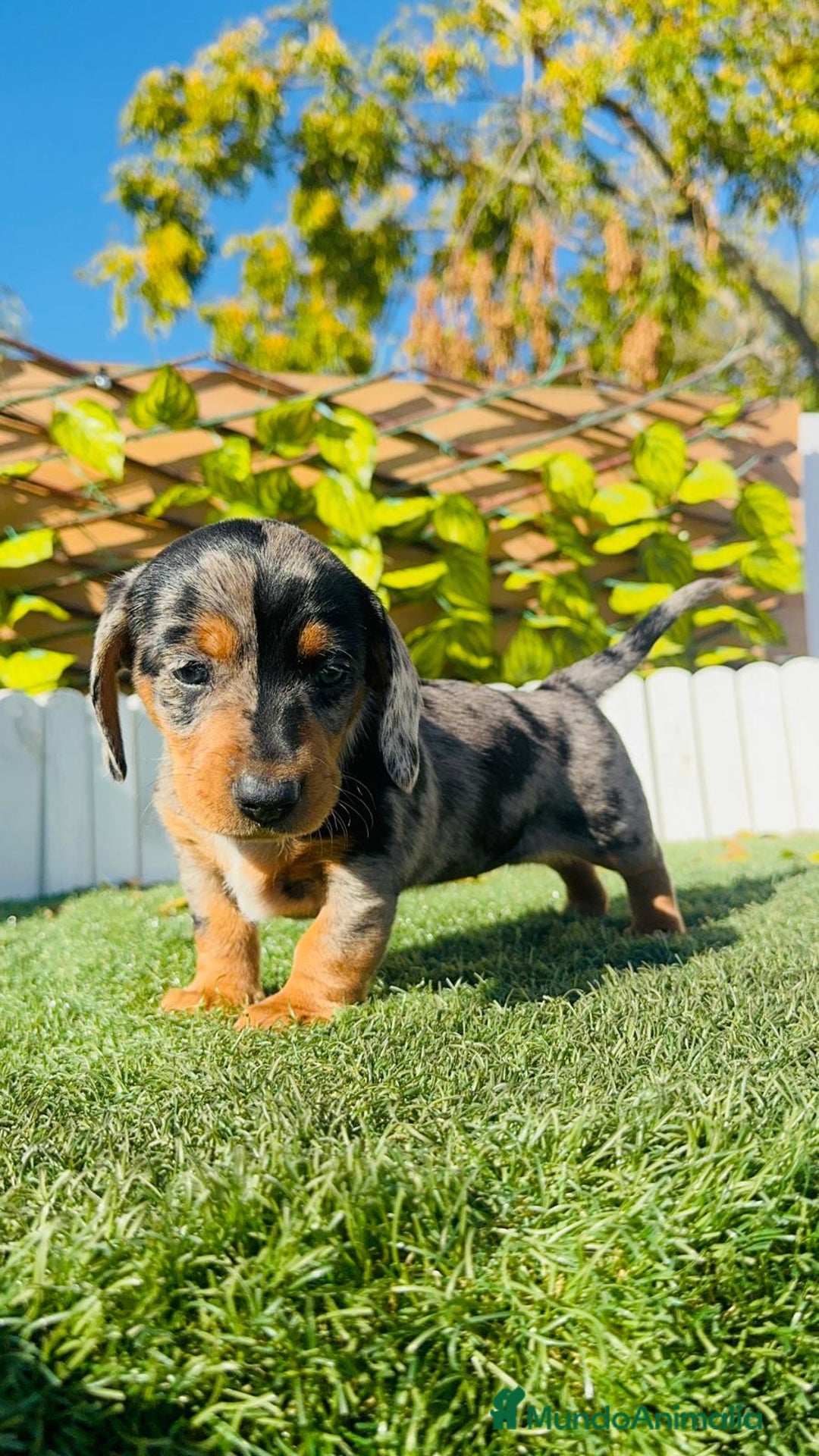 Teckel Miniatura perros en venta: TECKEL MINIATURA HEMBRA - Anuncio 9