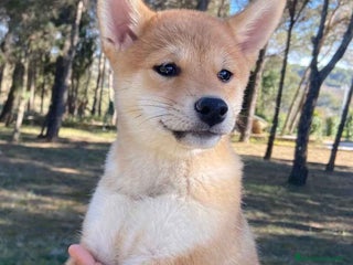 Shiba Inu perros en Barcelona - Anuncio 32