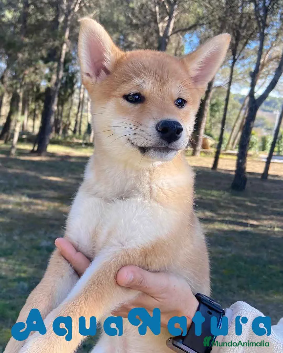 Shiba Inu perros en venta: Shiba Inu Hembra 5287 de Mar - AQUANATURA en Barcelona - Anuncio 1