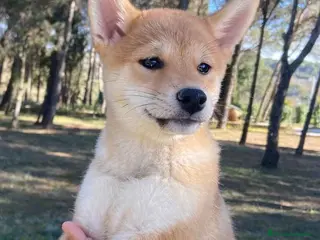 Shiba Inu perros Shiba Inu Hembra 5287 de Mar - AQUANATURA en Barcelona - Anuncio 31